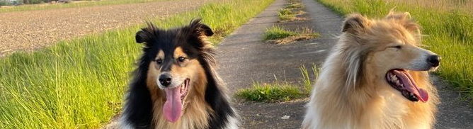 Collies vom Deichland